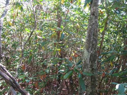 GRSM Accuracy Assessment. Plot Code: GRSM_AA_0324_4