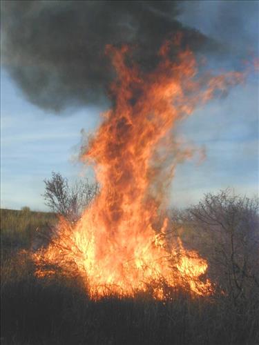 High intensity flames in dense brush during Far View prescribed fire, November 2001