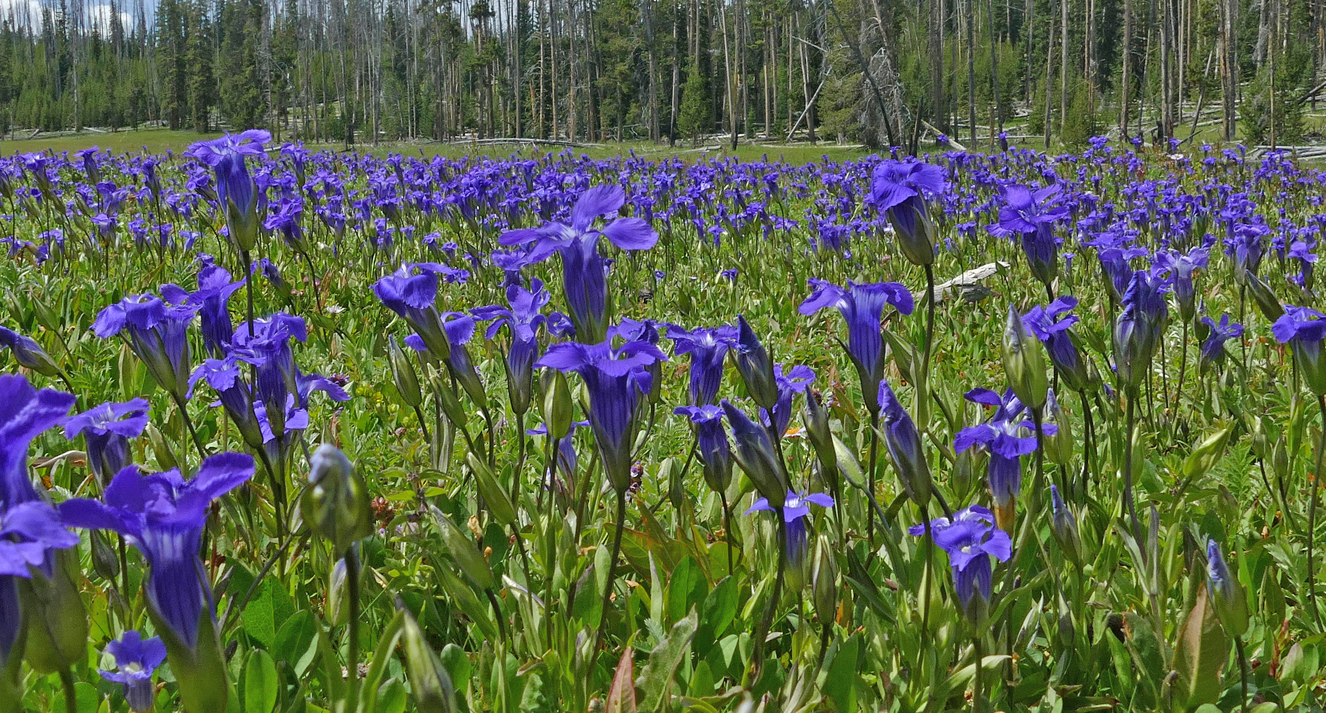 A meadow is full of blue flowers.