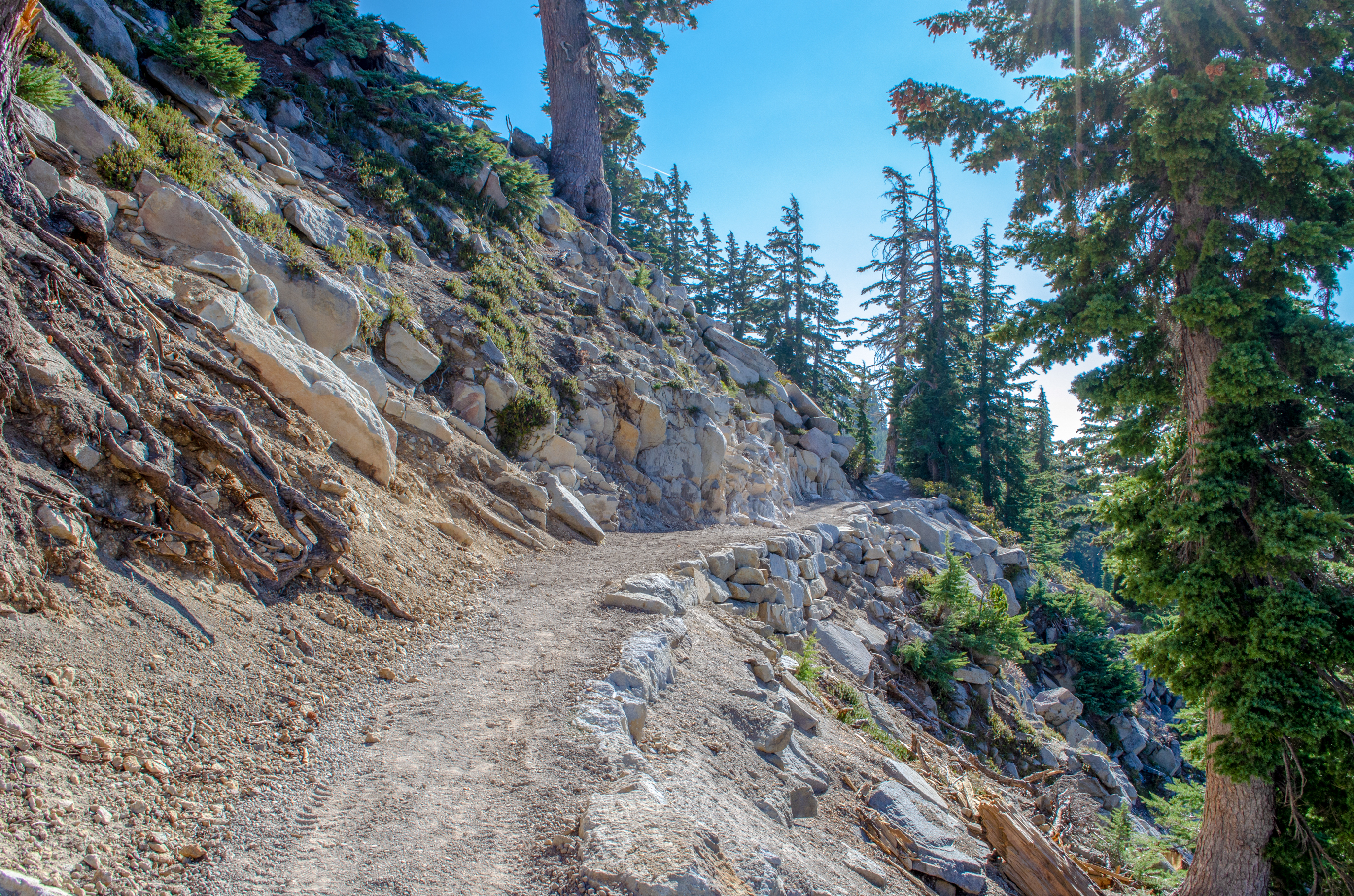 A smooth gravel trails passes along side a steep slope lined by large conifer trees. 