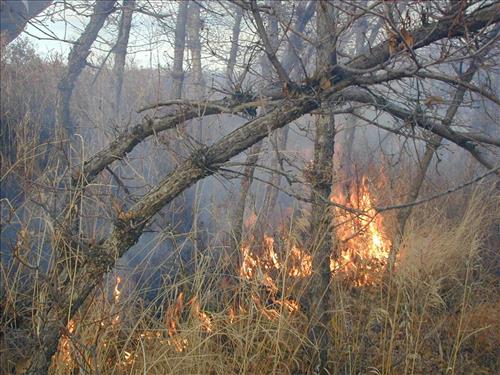 High intensity flames in dense brush during Far View prescribed fire, November 2001