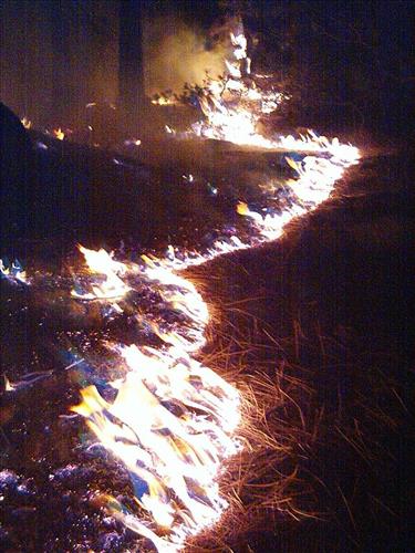 West Kern wildfire used for resource benefit, Sequoia and Kings Canyon National Parks, summer 2003