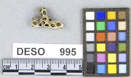 DESO     995 -- Coral Fragment