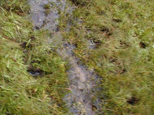 Meadow impacts near camp used by Cottonwood Pack Station at Lower Rock Creek Xing, Sequoia and Kings Canyon National Park