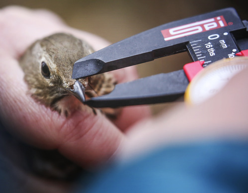 a person holding small calipers to measure the beak length of a small bird in their hand