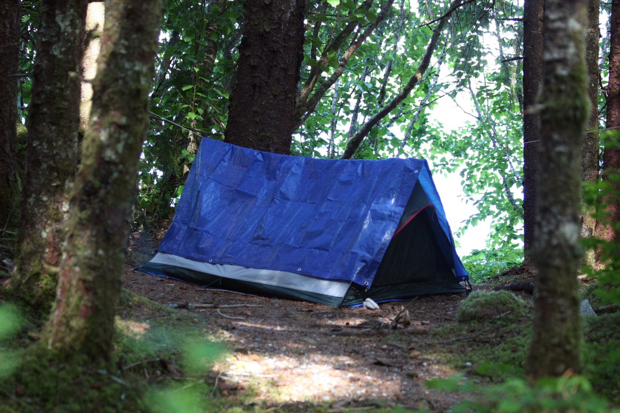 A small tent with a blue tarp draped over it sits in a clearing between trees.