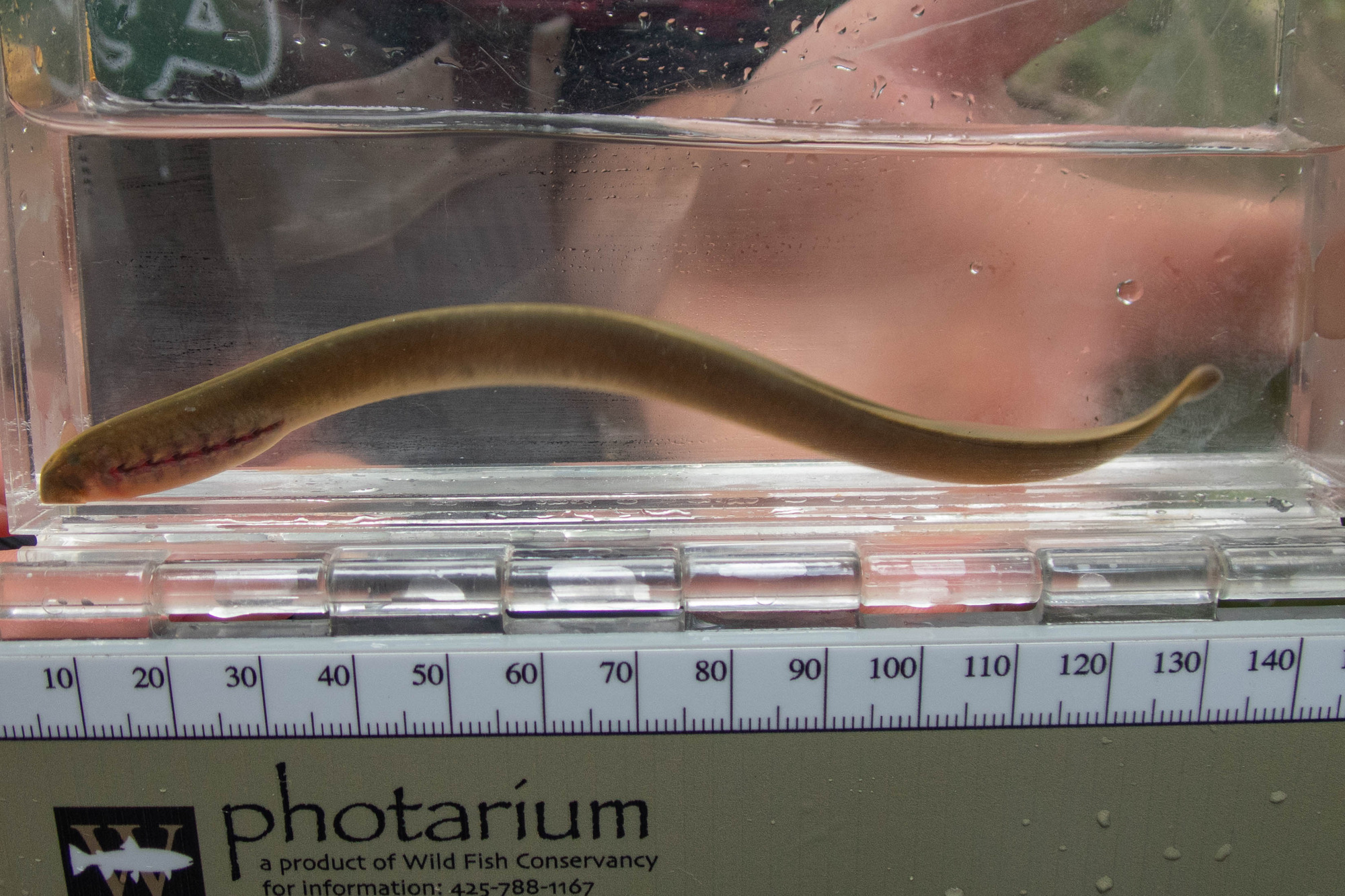 Petromyzon marinus (sea lamprey) - ful body, juvenile ammocoete
