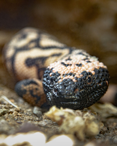 Gila monster walking on the ground over gravel towards the camera