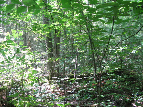 GRSM Accuracy Assessment. Plot Code: GRSM_AA_0165_6