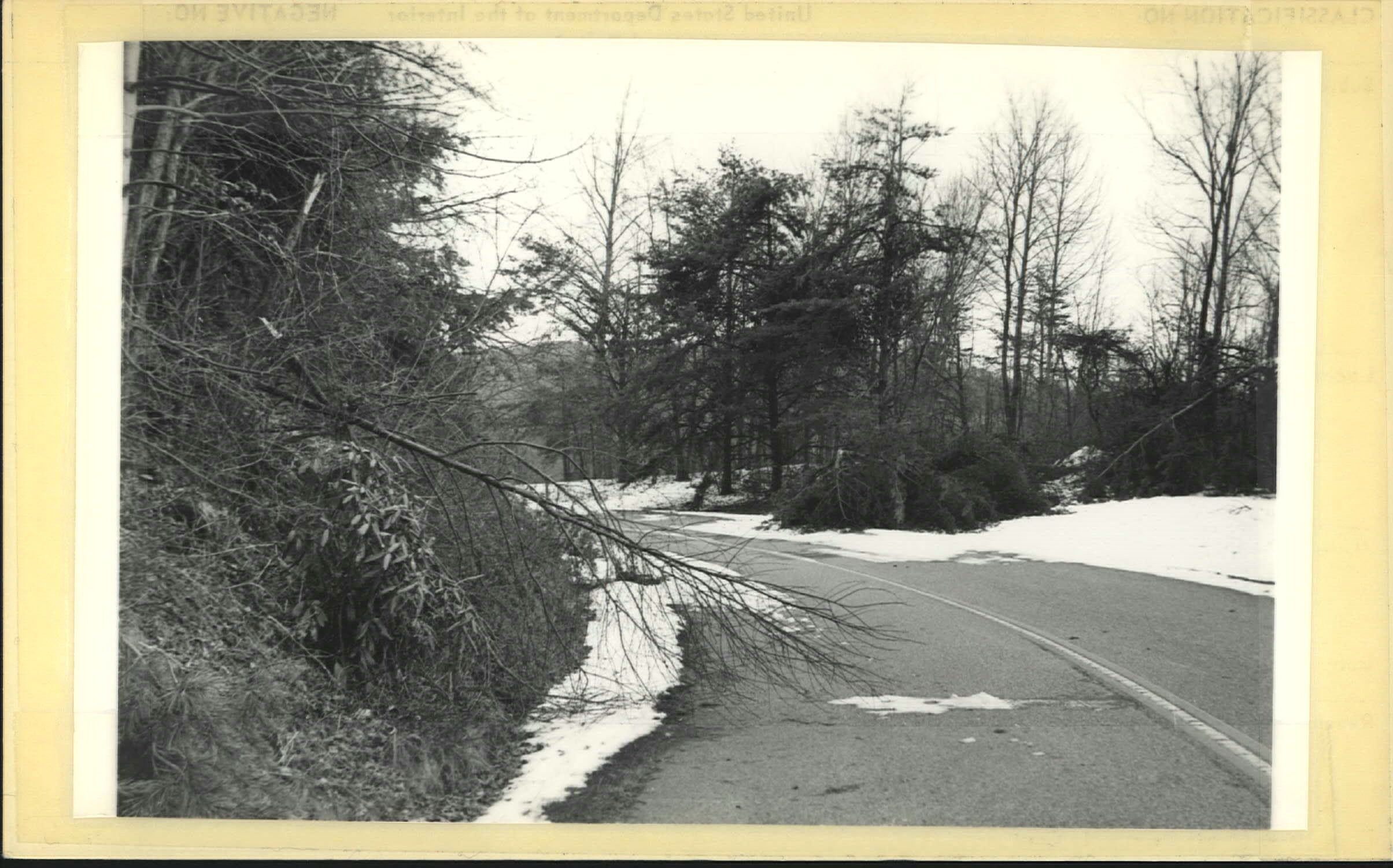 Snow damage to trees on Parkway