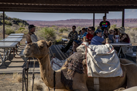 People under sun shelter at tables, red badlands in background, camel lying down in foreground.
