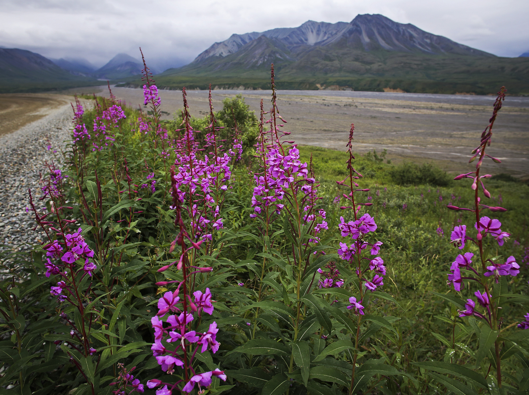 a gravel road fringed by pink flowers near a wide gravel bar and distant mountains