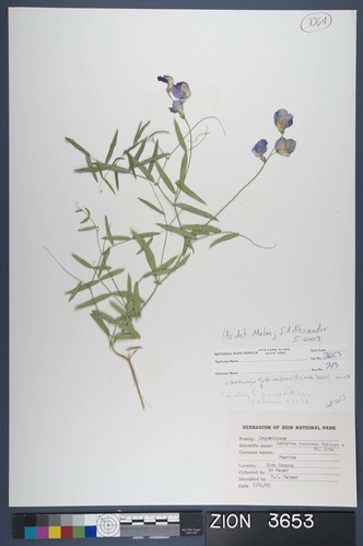 Herbarium Specimen Sheet 3653