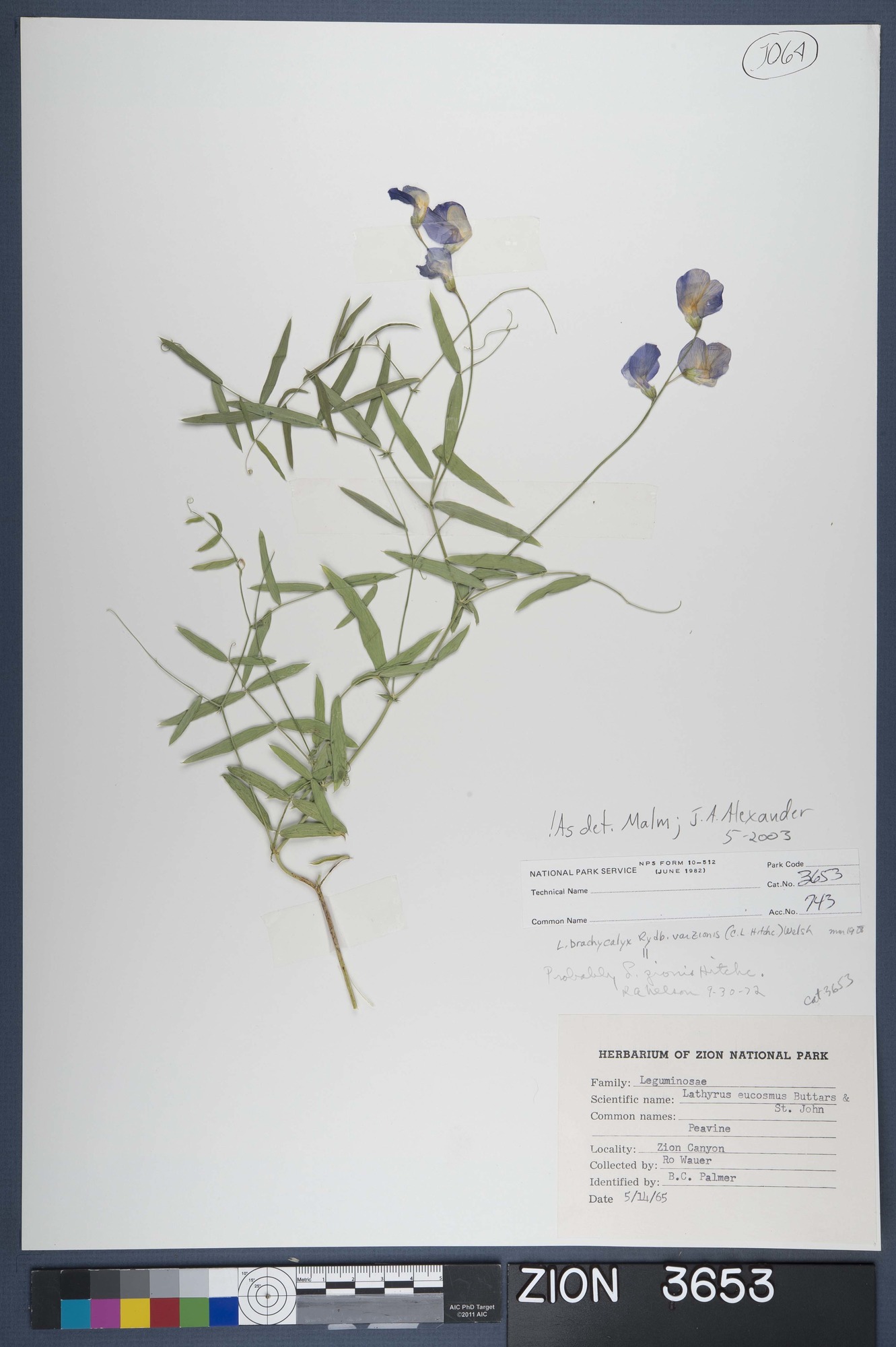 Herbarium Specimen Sheet 3653