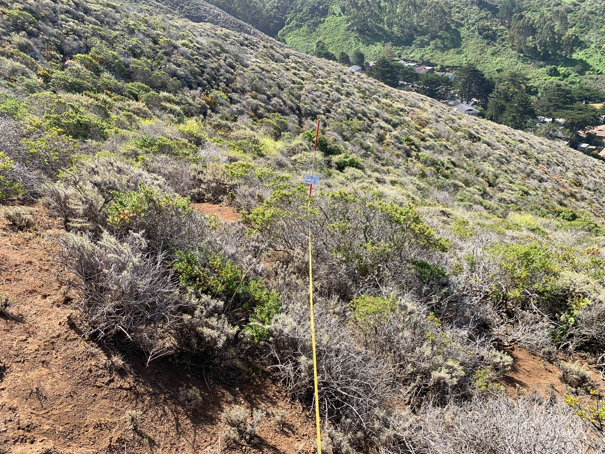 Eye-level view from the center point of a plant community monitoring plot