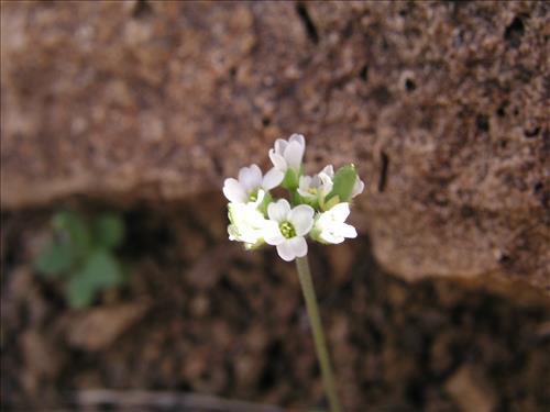 Drabe cuneifolia #. Big Bend National Park, Christmas Mnts. outside park. February 2005