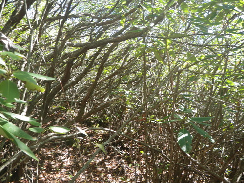 GRSM Accuracy Assessment. Plot Code: GRSM_AA_0318_3