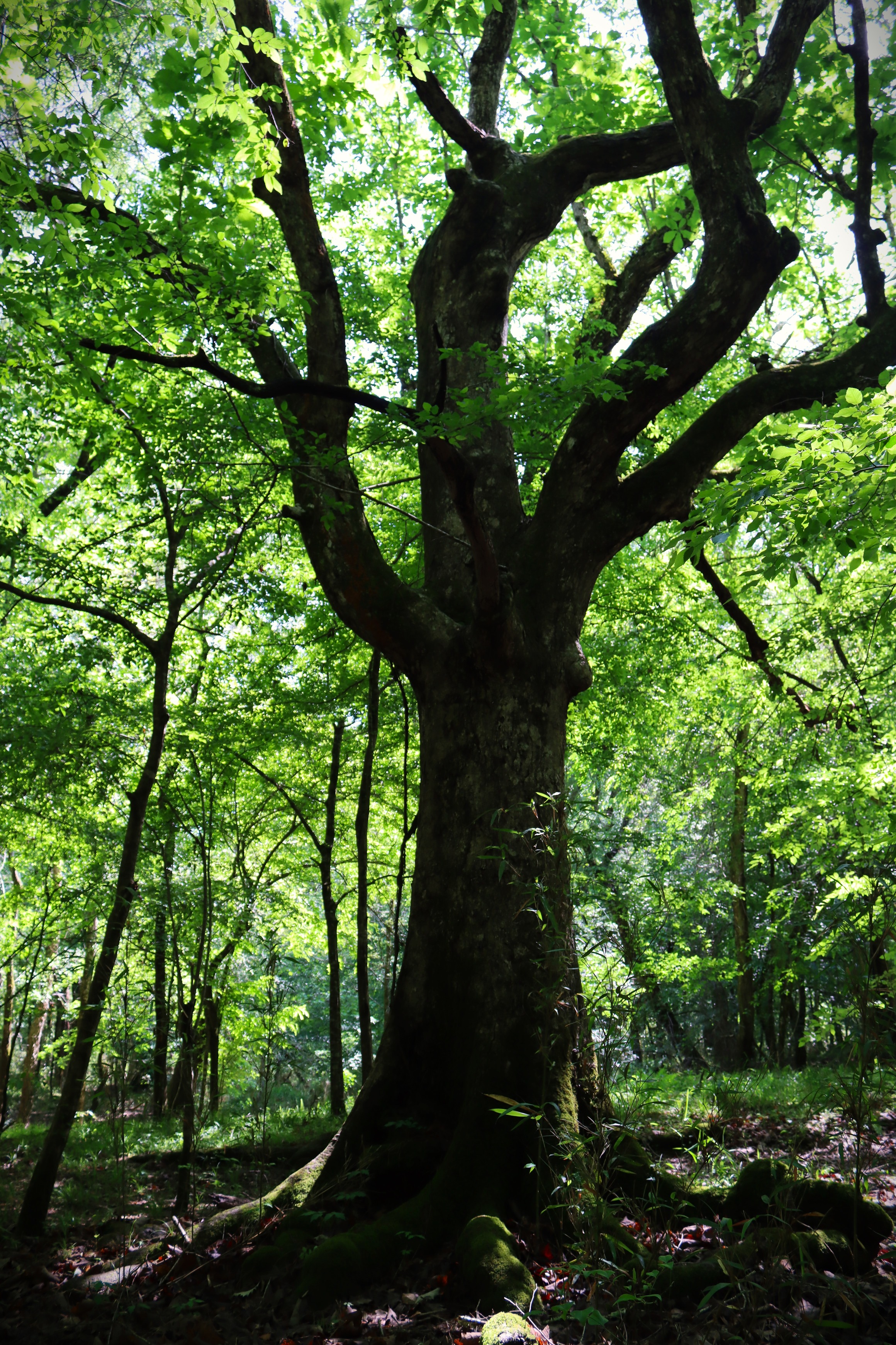 A large, imposing oak tree with outstretched branches covered in bright leaves. Its trunk is covered in moss and has roots that begin above ground.