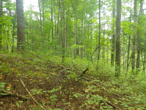 GRSM Accuracy Assessment. Plot Code: GRSM_AA_0362_4