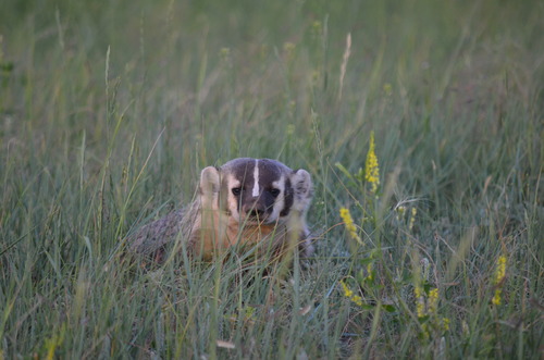 a stout gray badger with a black and white striped face peeking out of the grass