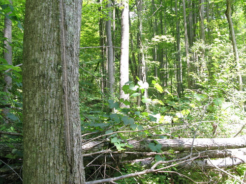 GRSM Accuracy Assessment. Plot Code: GRSM_AA_0284_2