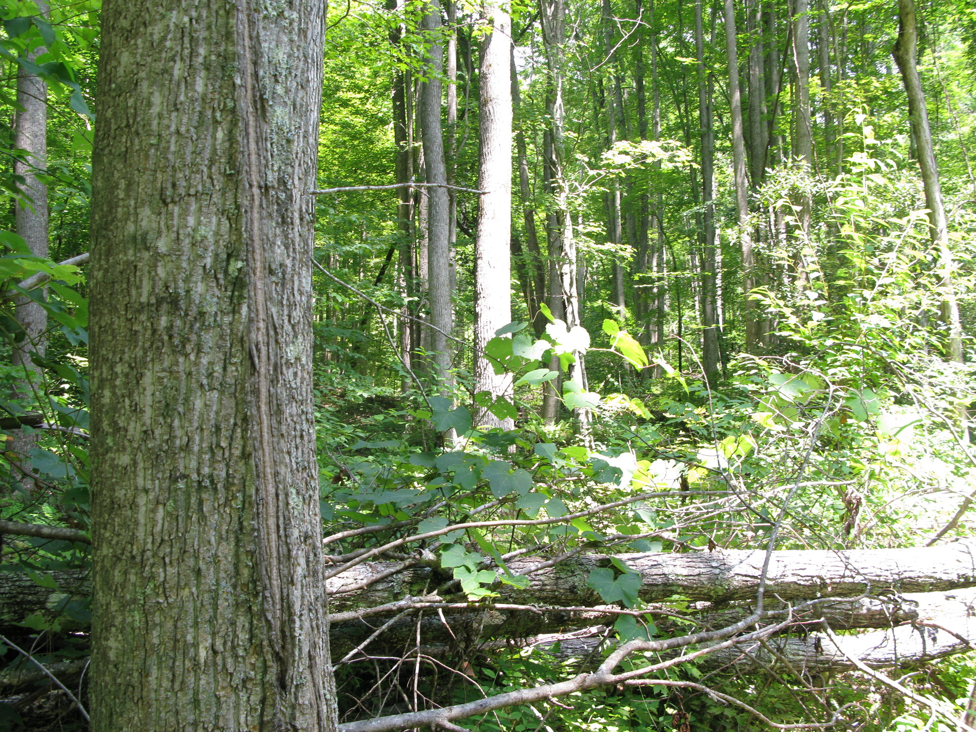 GRSM Accuracy Assessment. Plot Code: GRSM_AA_0284_2