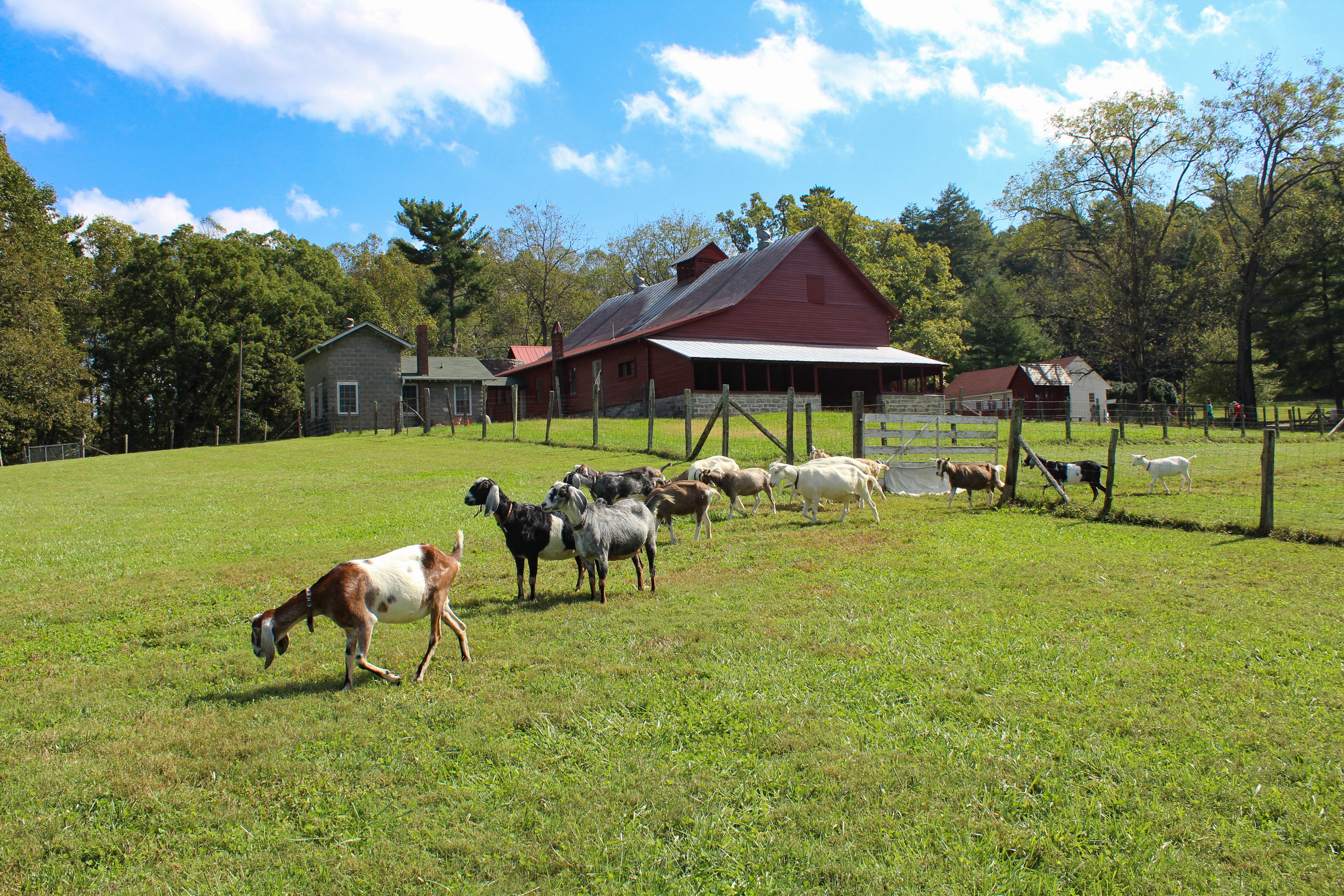 Herd of goats walking through a fence near a farm building 