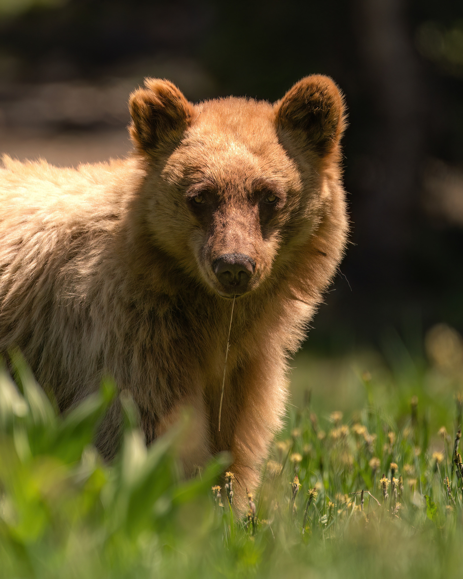 Golden-colored black bear chews on grass in a field.
