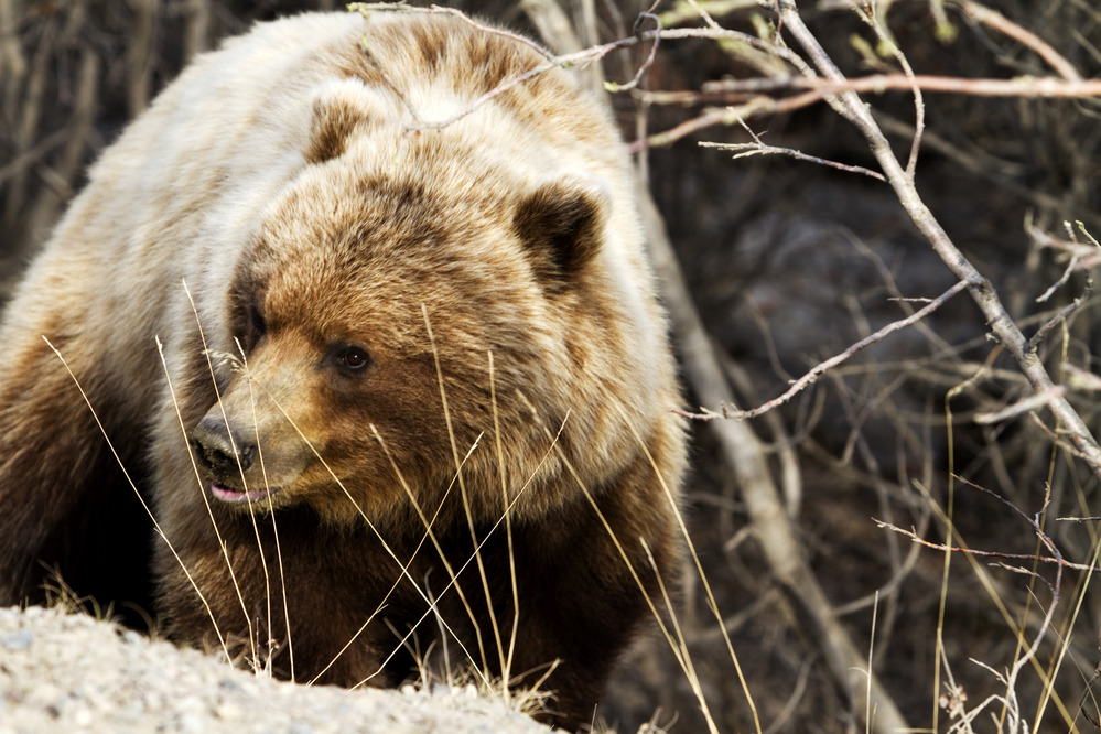 a young bear in brush