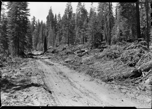 Aspen Valley logging operations.