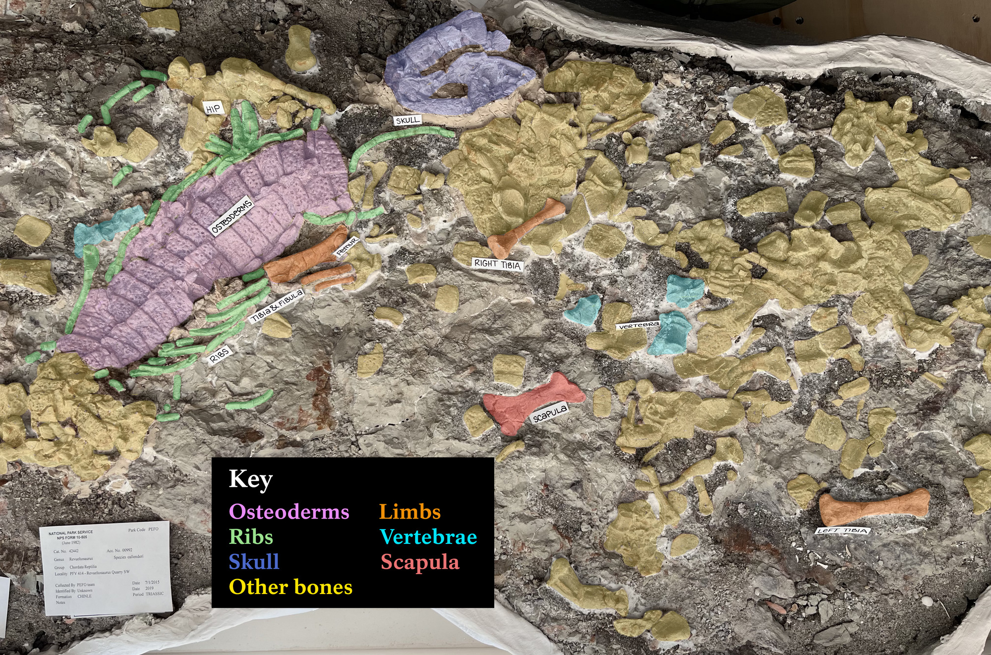 Assemblage of fossil bones in a large plaster field jacket with each fossil type highlighted in a different color to assist in identification.