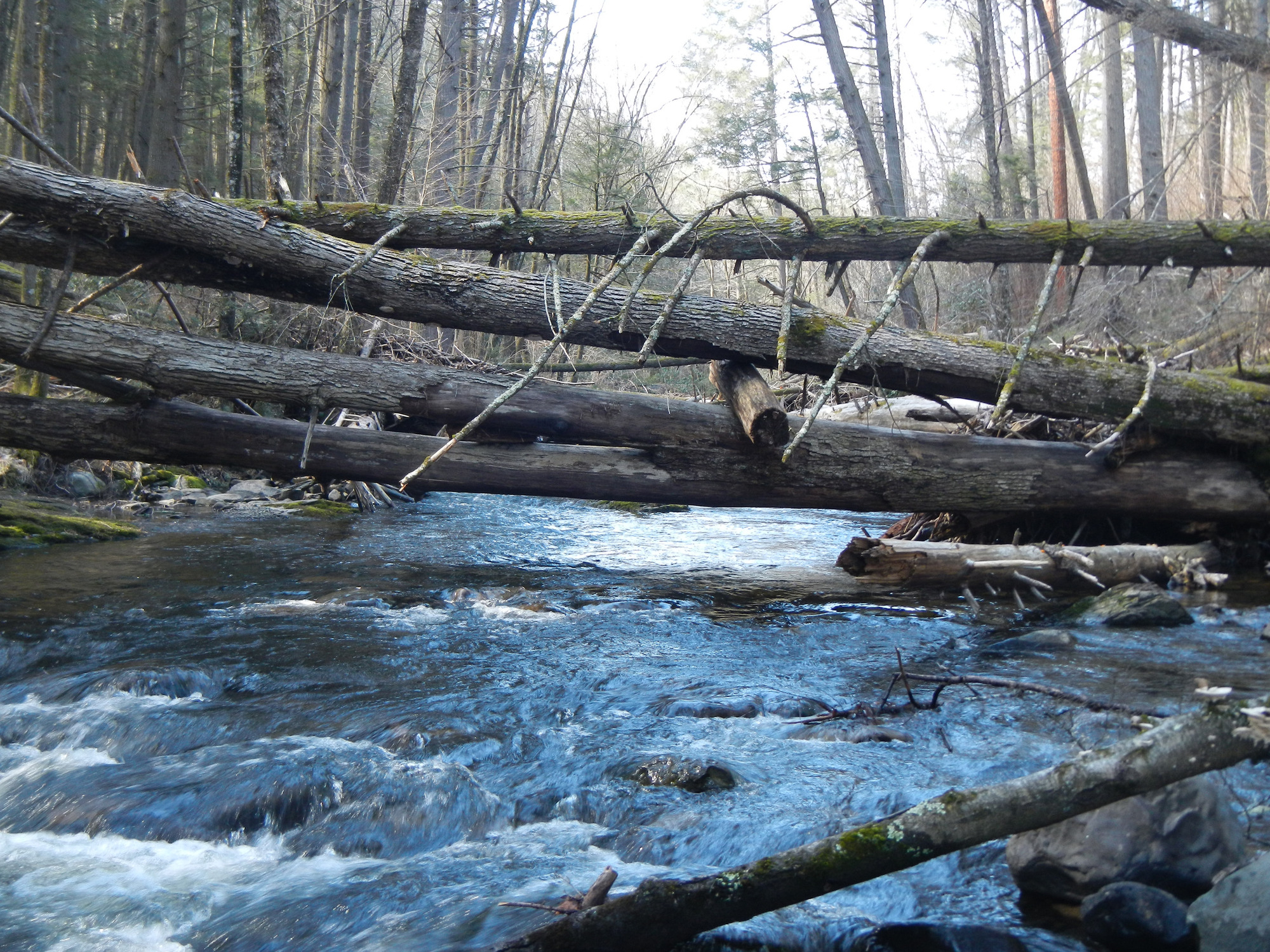 Site visit photo showing the upstream (UP) or downstream (DN) view of a wadeable stream reach taken during benthic macroinvertebrate monitoring at Delaware Water Gap National Recreation Area.