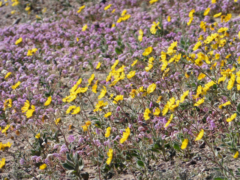 Pink and yellow flowers