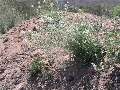 Dimorphocarpa wislizeni. Big Bend National Park, Panther Junction Housing Area. March 2005
