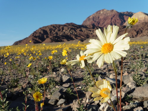 One white sunflower among a field of yellow.
