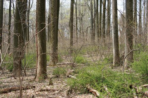 Protecting Resources: Sustaining Wild Mushrooms in Four NCR Parks - Photos from University of Arkansas led study
