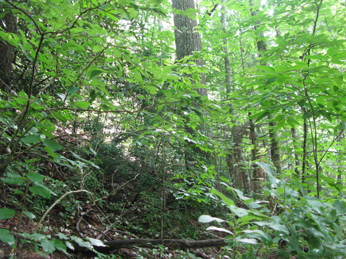 GRSM Accuracy Assessment. Plot Code: GRSM_AA_0821_3