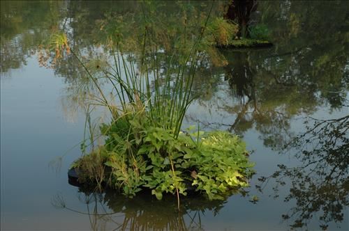 Restore Historic Dikes and Ponds at Kenilworth Aquatic Gardens in June 2010
