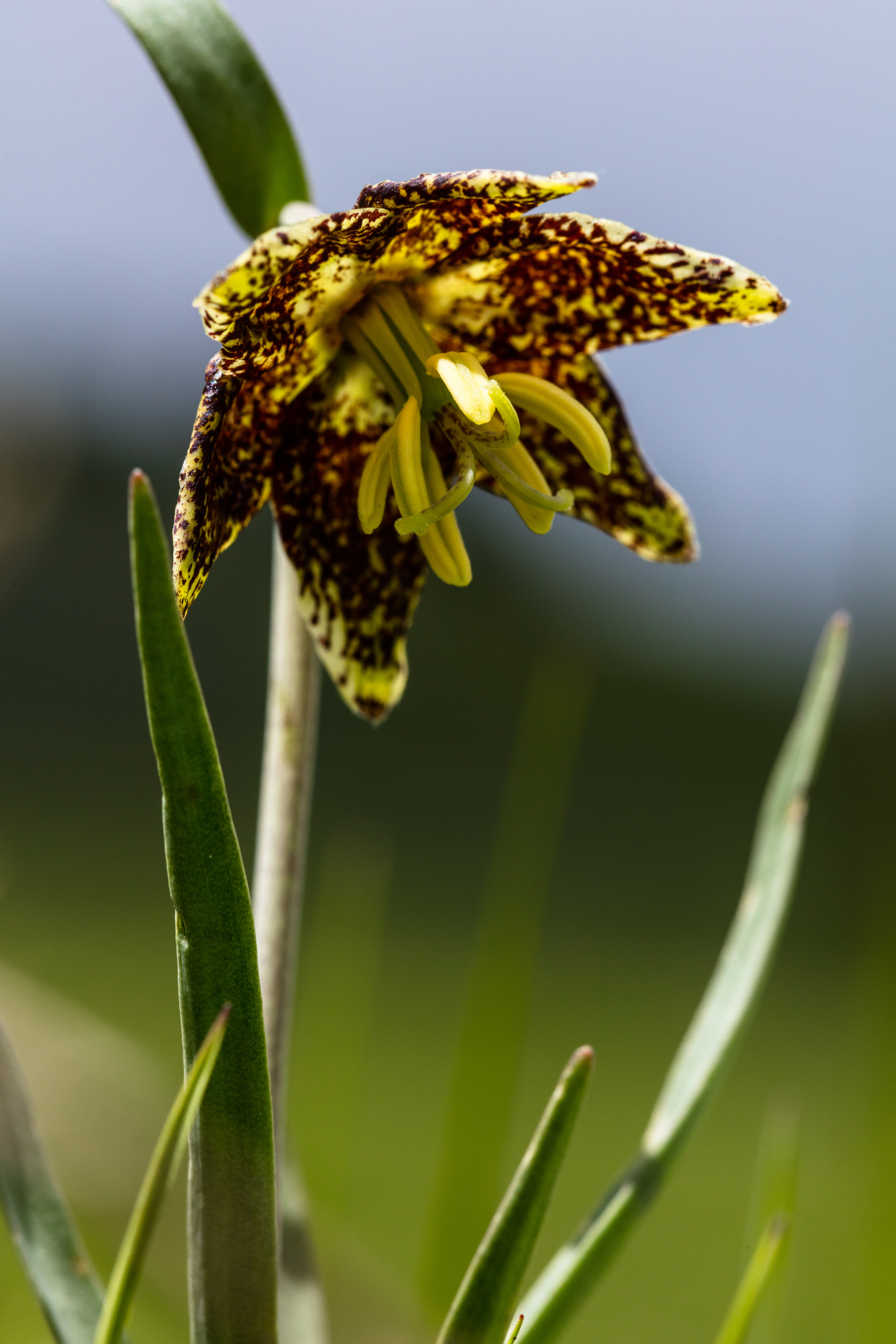 A yellow and brown spotted nodding flower
