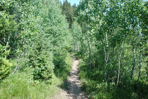 Aspen Trees in the sunlight on the String Lake Trail.