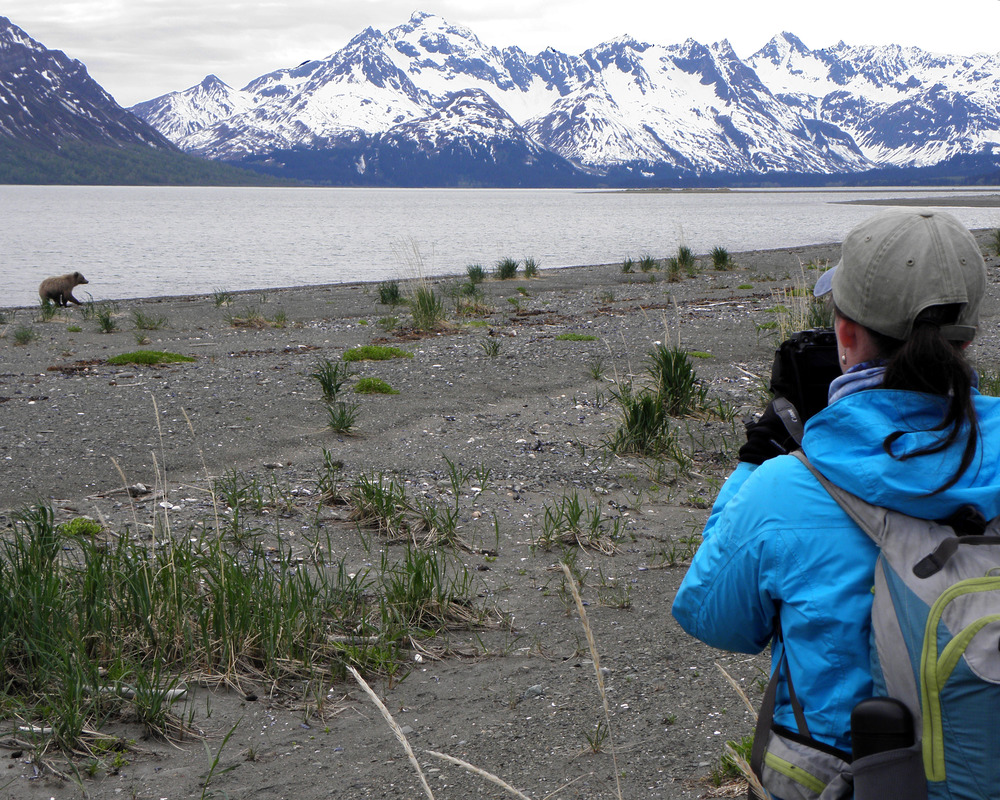 photo of a woman watching a bear on a beach with snowy mountains in the distance.
