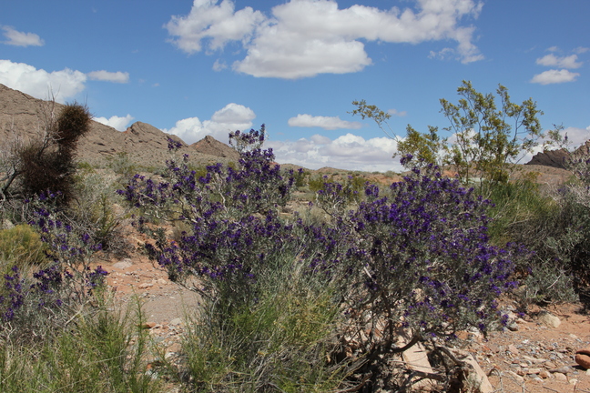 Purple flowers in the foreground of a desert