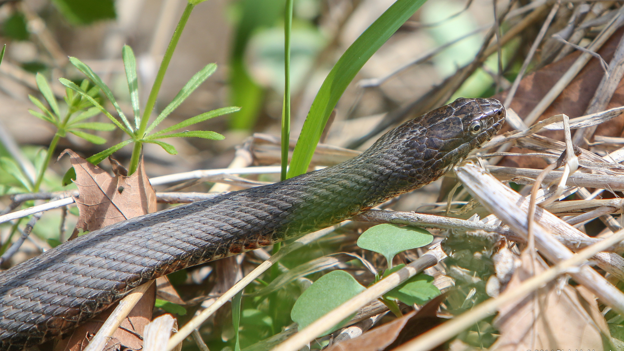 The head and upper body of a dark brownish snake with black bands, moving through vegetation.