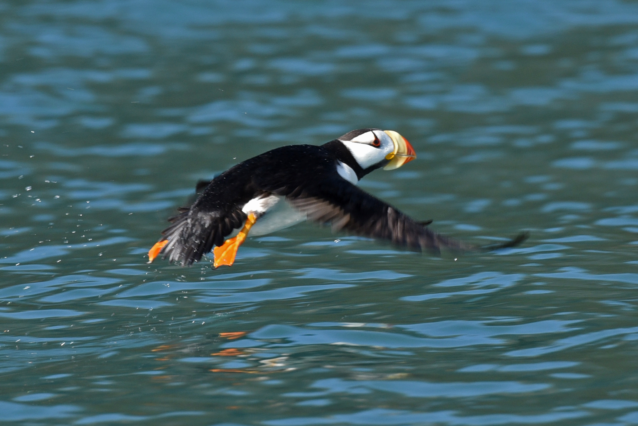 A horned puffin takes off in flight from the ocean.