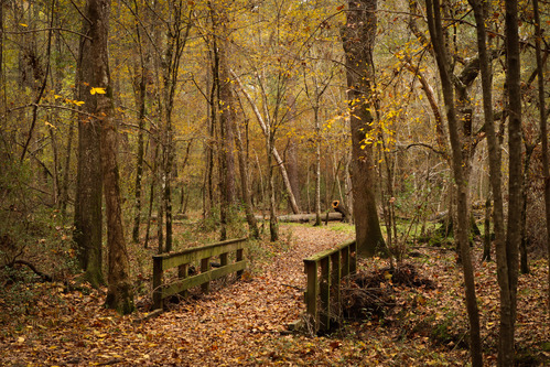 A leaf-covered trail goes across a small wooden bridge, covered in moss, in a forest during fall.