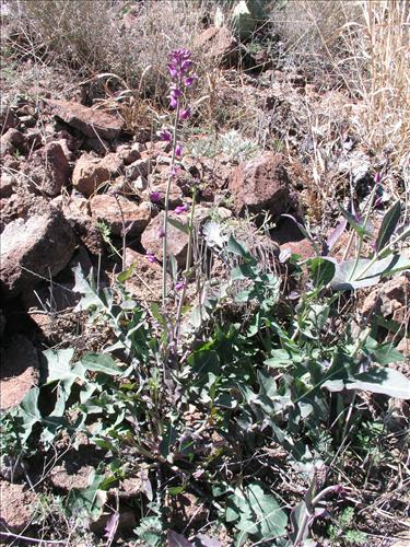 Streptanthus carinatus. Big Bend National Park, Route 13, mile 15. February 2005