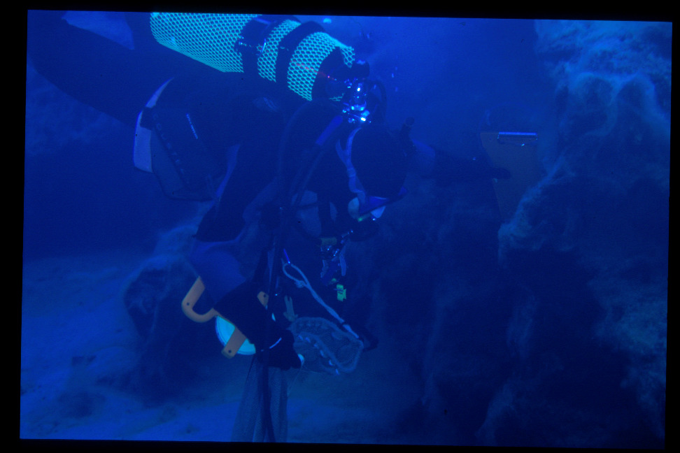 Aquatic moss underwater images.