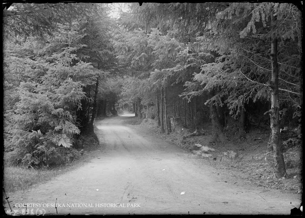 Hard-packed dirt road through a forest.