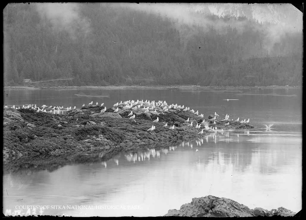 Gulls resting on small rocky islands.