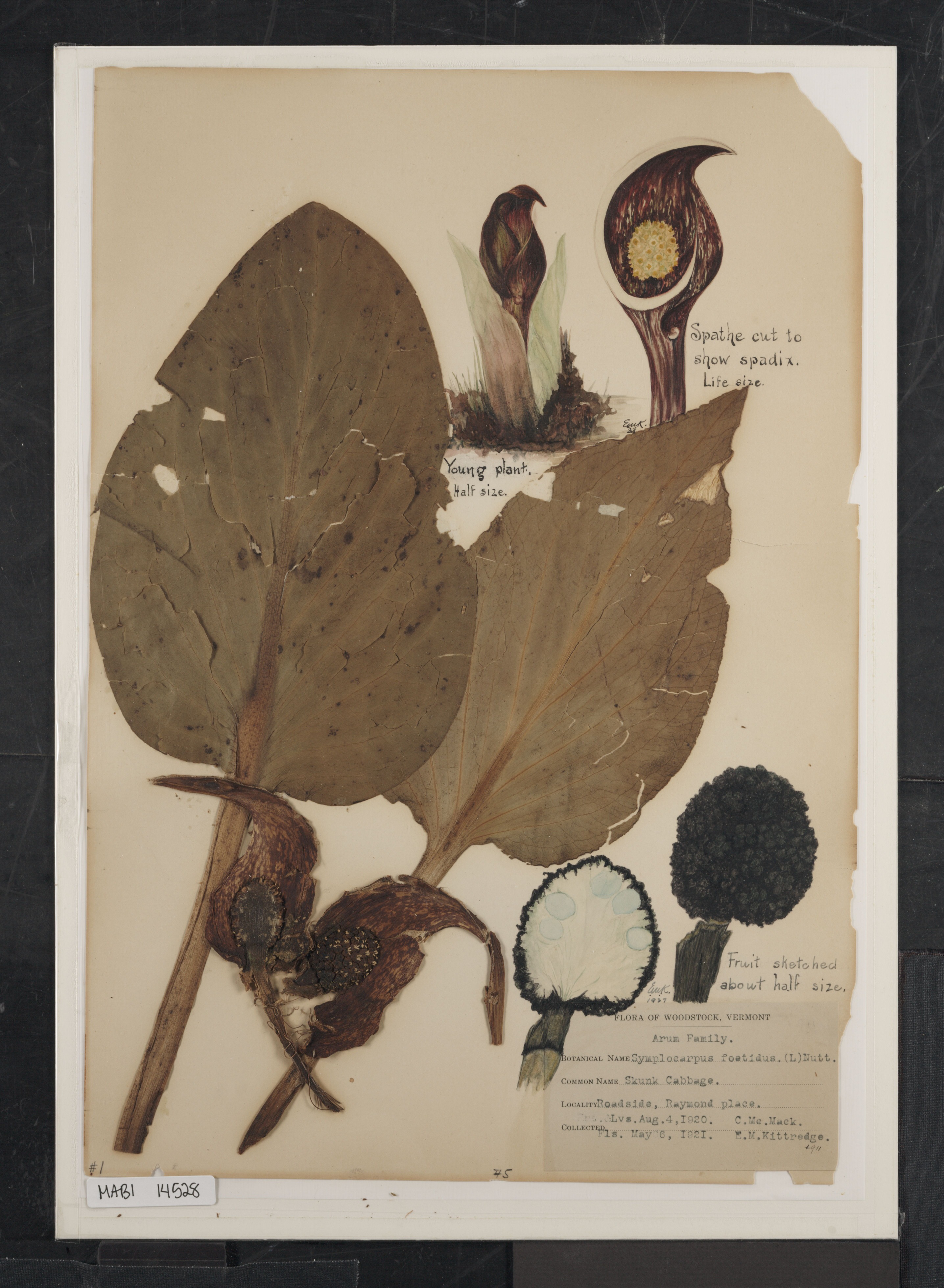 Preserved biological specimen on paper.